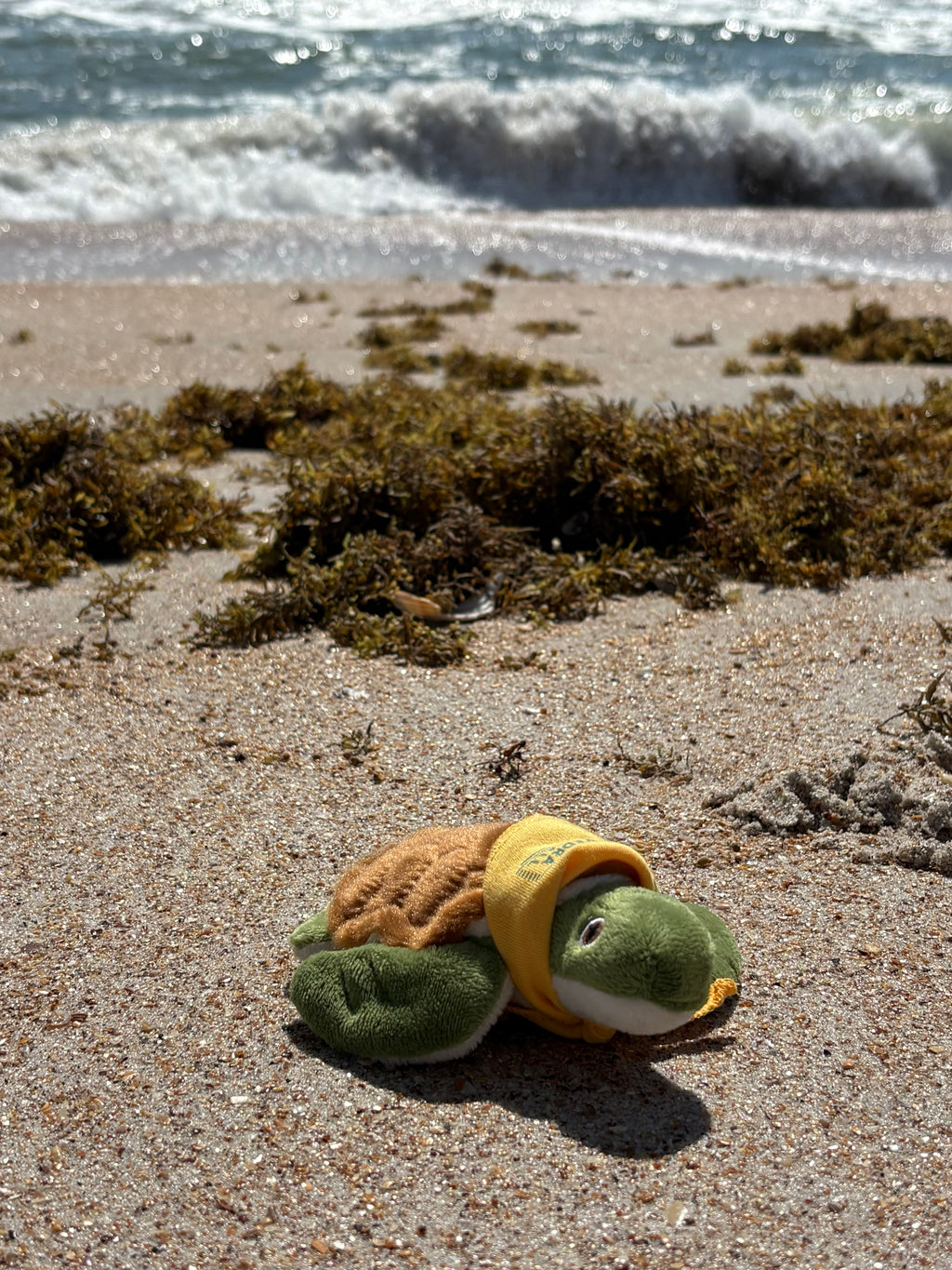 The PVCH Turtle Stuffed Animal