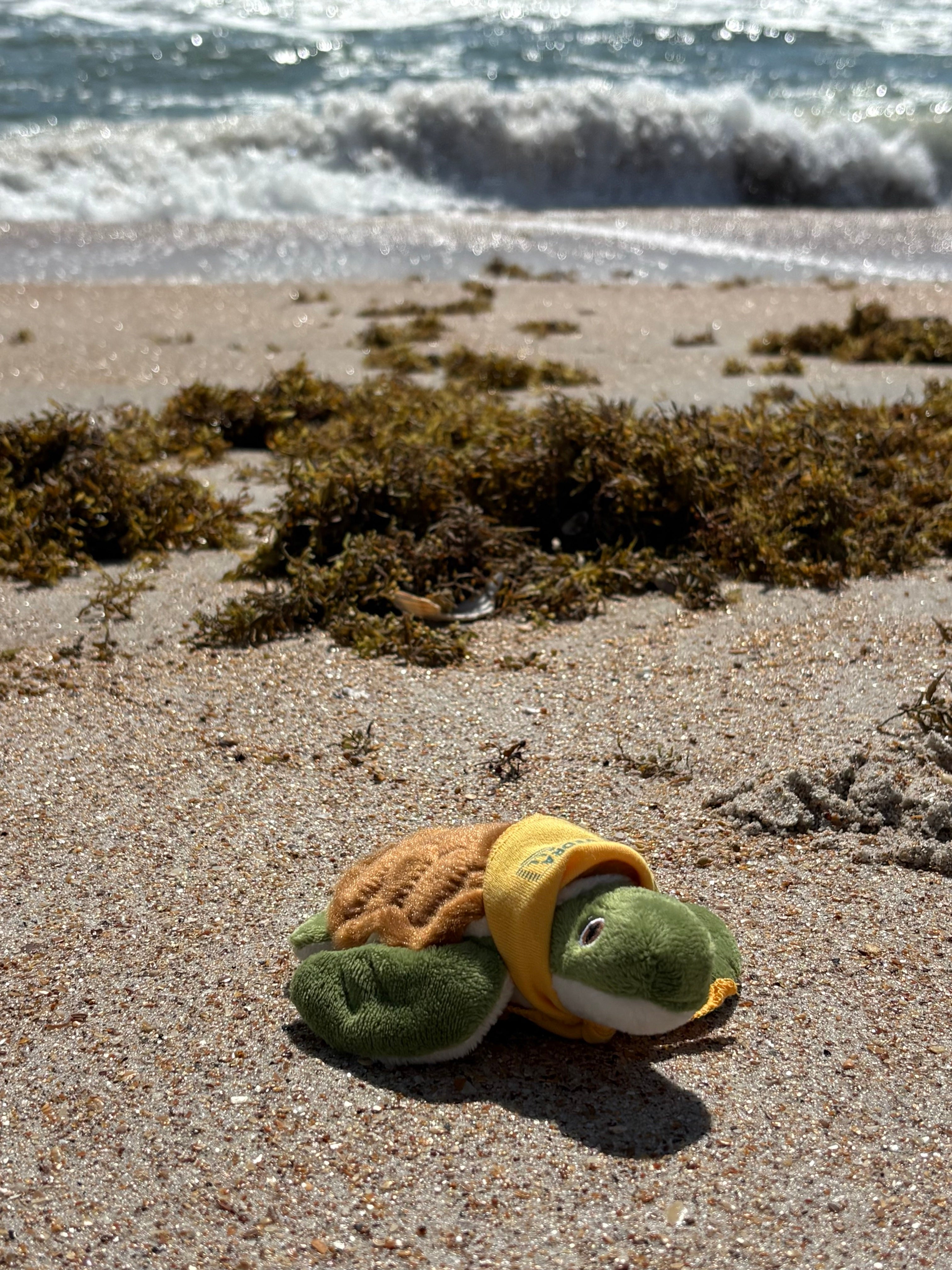 The PVCH Turtle Stuffed Animal